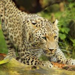 Persian Jaguar