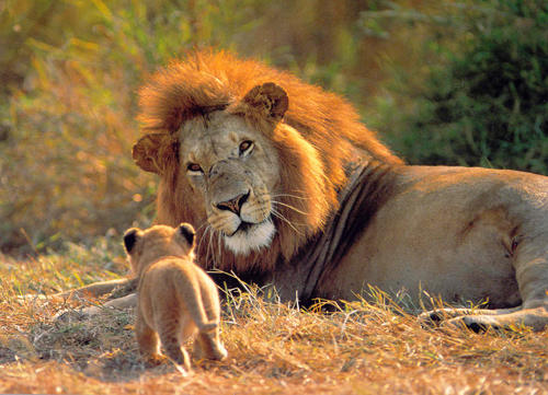 Lion with Kid