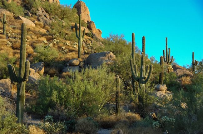 Enjoy The Desert Scenery in Scottsdale
