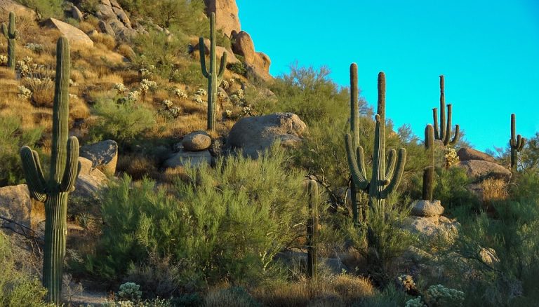 Enjoy The Desert Scenery in Scottsdale