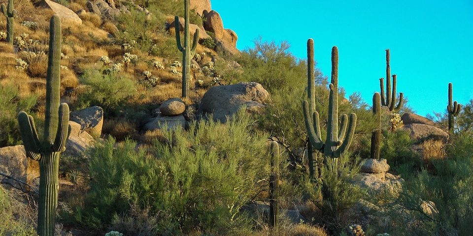 Enjoy The Desert Scenery in Scottsdale