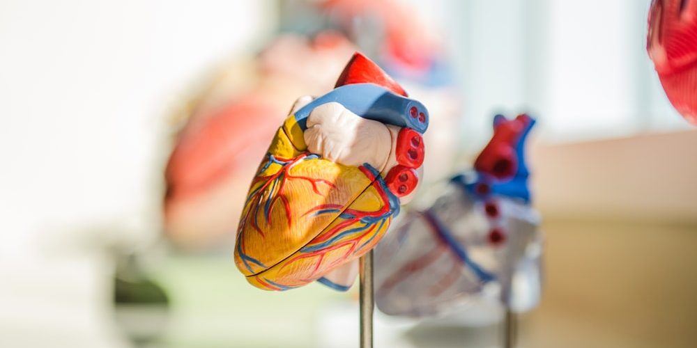 elective focus photography of heart organ illustration