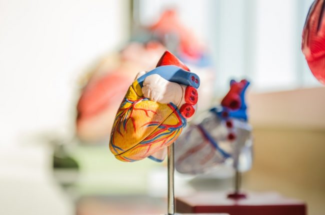 elective focus photography of heart organ illustration