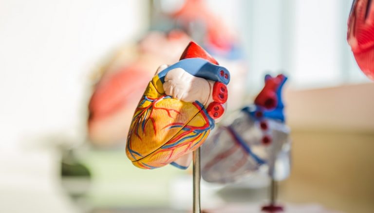 elective focus photography of heart organ illustration
