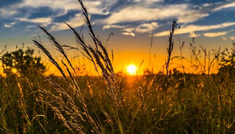 5 Ways to Spruce Up Your Backyard in Time for Summer