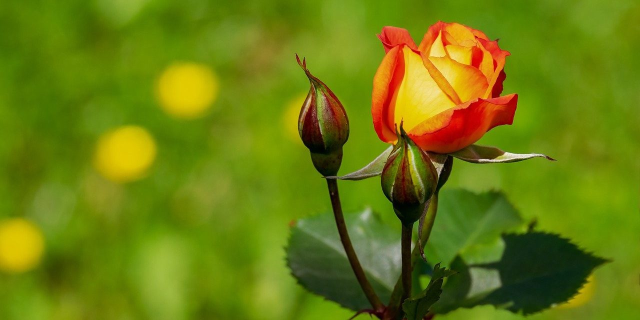 5 Things Your Garden Needs