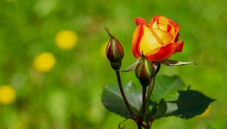 5 Things Your Garden Needs