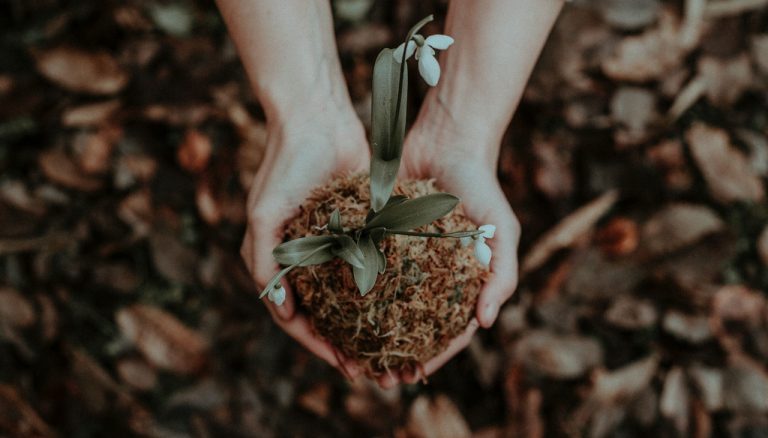 Plant a Flower Day – Everything You Need to Know About It