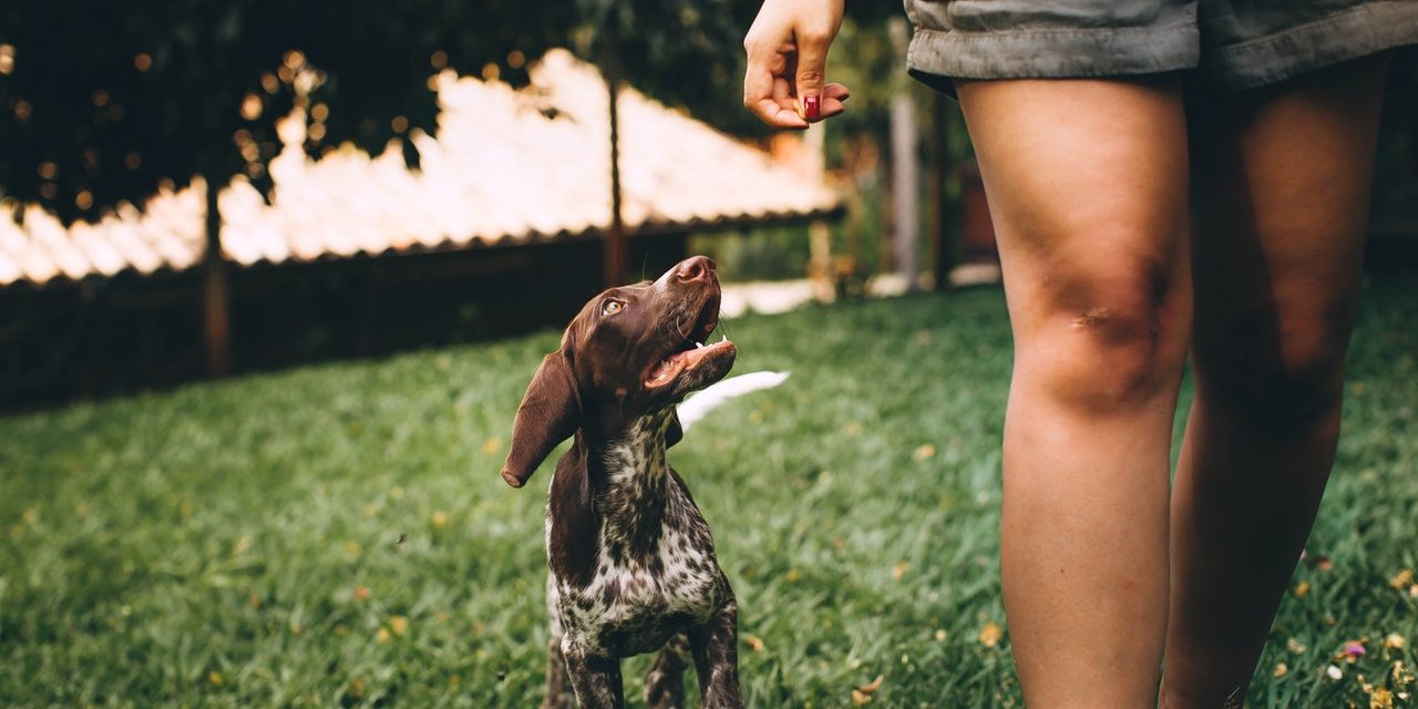 4 Types of Pet Tech Every Dog Owner Needs