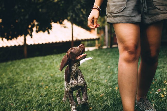 4 Types of Pet Tech Every Dog Owner Needs