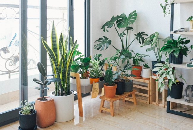 How To Properly Move Plants for Your Move