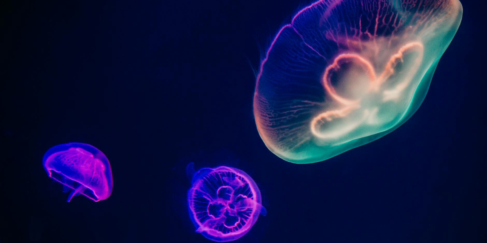three multicolored jellyfishes