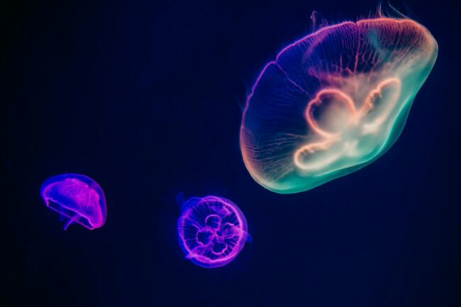 three multicolored jellyfishes