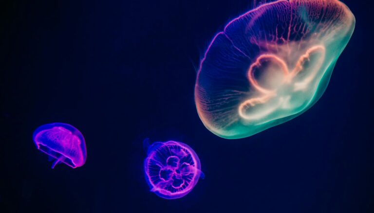 three multicolored jellyfishes