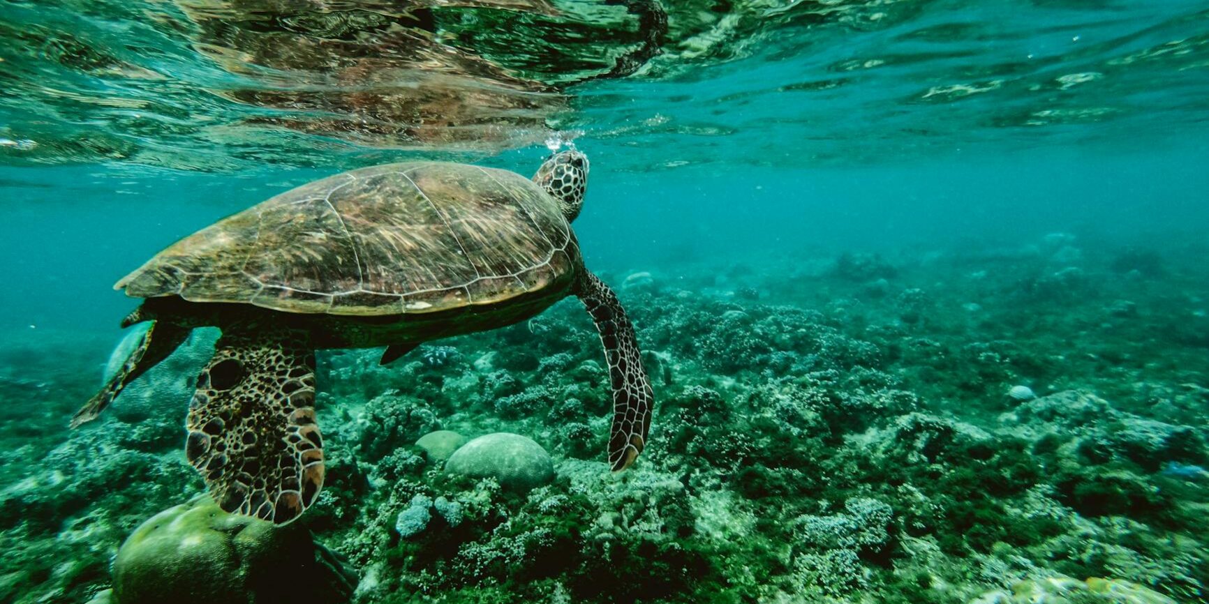 photo of a turtle swimming underwater