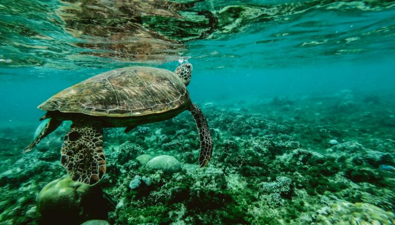photo of a turtle swimming underwater