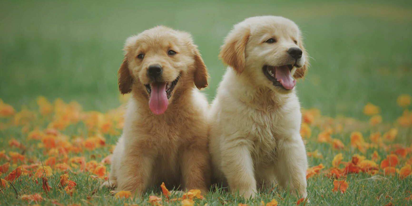 two yellow labrador retriever puppies
