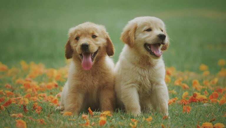 two yellow labrador retriever puppies