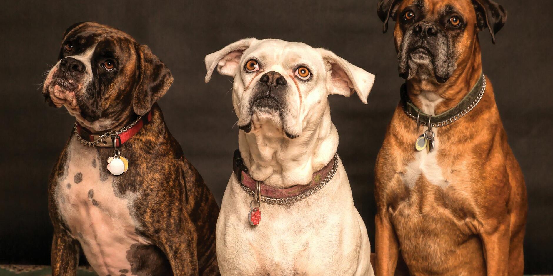 photography of three dogs looking up