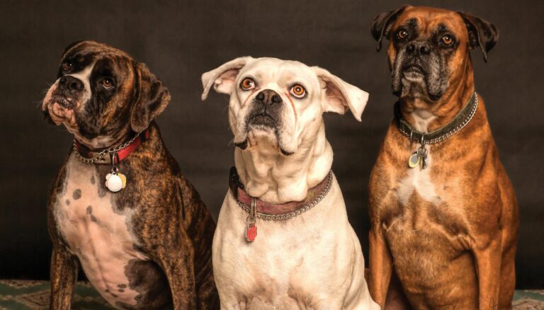 photography of three dogs looking up